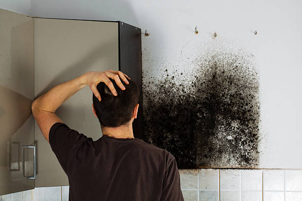Home Mold Removal in Ripon, CA